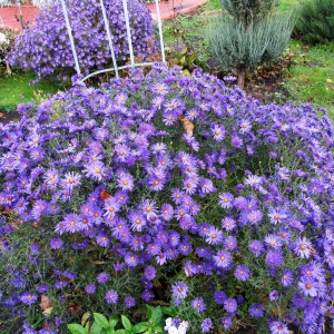 Саженец астры Голубая лагуна (Blaue Lagune)