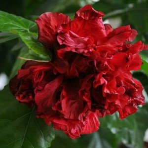 Саженец Гибискуса махровый Гамбург