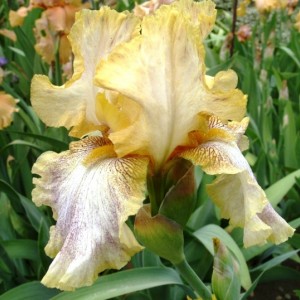 Саженец ириса Депеш Мод (Depeshe Mode)