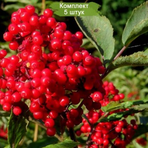 Саженцы Бузины красной -  комплект 5 шт.