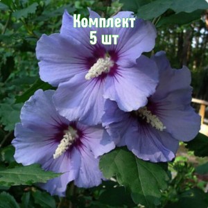 Комплект 5шт / Гибискус древовидный Блю Сатин