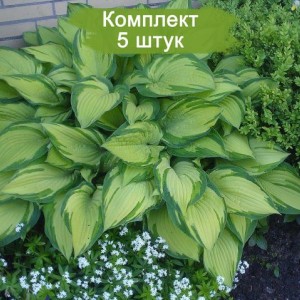 Саженцы хосты Форчуна Альбопикта (Fortunei Albopicta) -  комплект 5 шт.