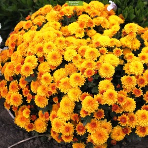 Саженцы желтой хризантемы мультифлоры Элиса (Elisa) - комплект 5 шт.