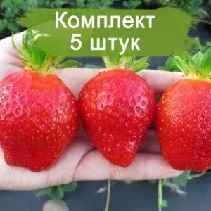 Саженцы ремонтантной клубники Маджестик (Ранняя) -  комплект 5 шт.