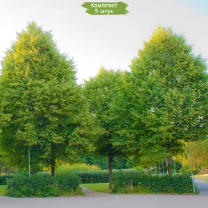 Саженцы липы Сибирская 100-150 см -  комплект 5 шт.