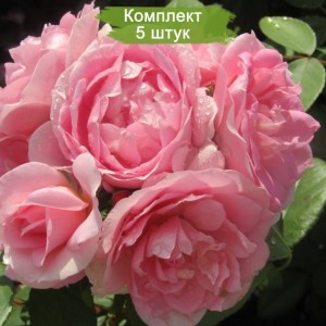 Саженцы канадской розы Прейри Джой / Прайри Джой (Prairie Joy) -  комплект 5 шт.