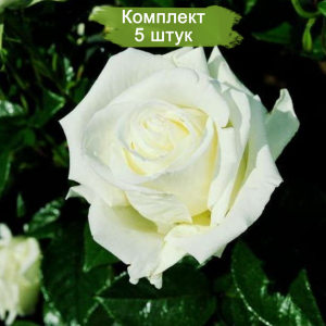 Саженцы чайно-гибридной розы Жанна Моро (Jeanne Moreau) -  комплект 5 шт.