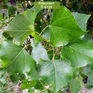 Сеянцы тополя Серебристого Пирамидального (до 20 см) -  комплект 5 шт.
