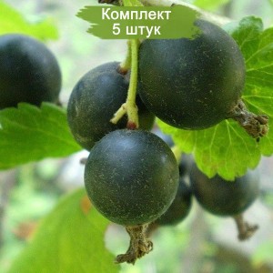 Саженцы Йошты Йохини (Yohini) -  комплект 5 шт.