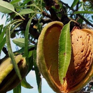 Саженец миндаля Никитского