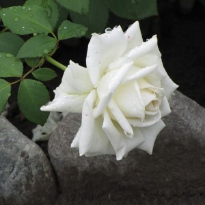 Саженец чайно-гибридной розы Маунт Шаста (Mount Shasta)