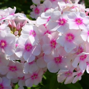 Саженец флокса Европа