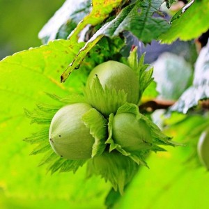 Саженец фундука обыкновенного