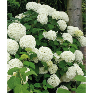 Саженец гортензии древовидной Аннабель (Anabel)