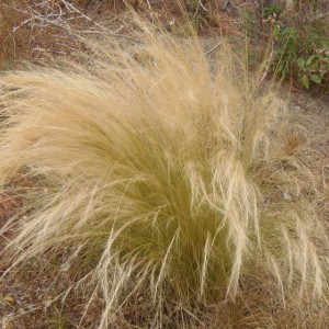 Саженец Ковыля