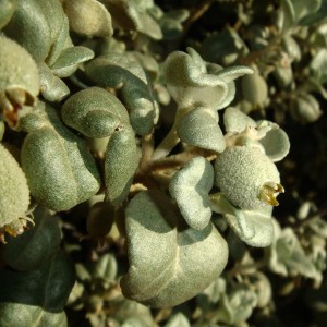 Саженец шефердии Круглолистная