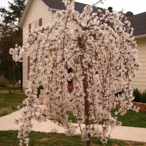 Саженец Яблони плакучей Пендула (Pendula)