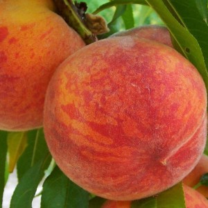 Саженец персика колоновидного Медовый